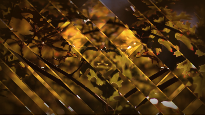leaves and glass.png