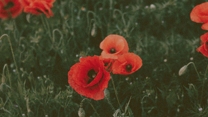 Field of Poppies_TT3_Title_WIDE#preset=tg_title3.jpg