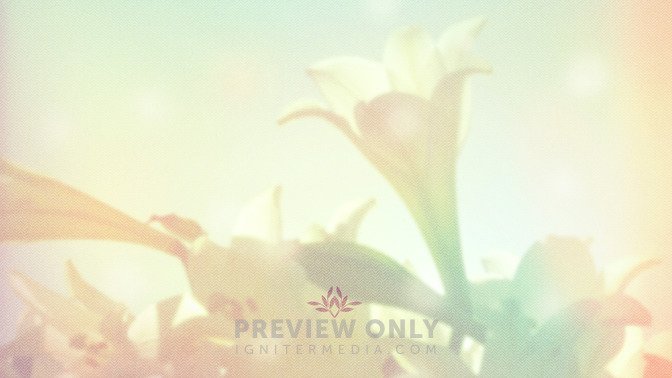 Lilies_-_Easter_Sunday_16x9-TITLE-3#preset=tg_title3.jpg