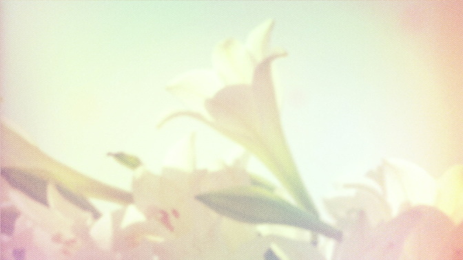 Lillies_HD.jpg