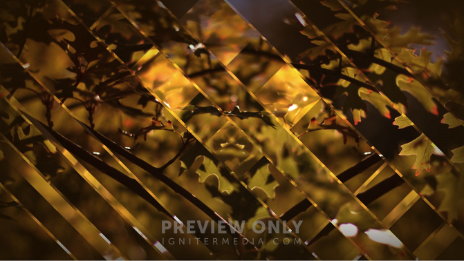 leaves and glass.png