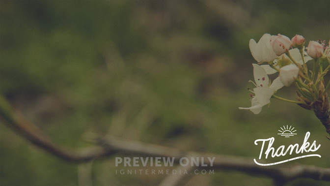 Blossoms_-_Thanks_16x9-CONTENT-2#preset=tg_alt2.jpg