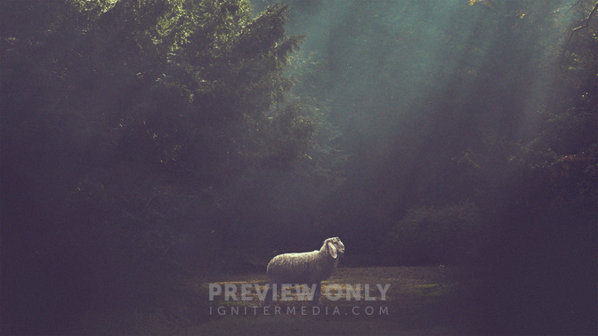 Sheep_Without_A_Shepherd_WIDE-TITLE-3#preset=tg_title3.jpg