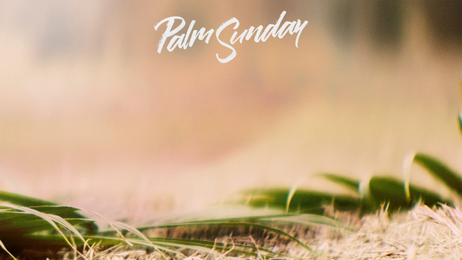 Palm-WIDE#preset=tg_alt1.jpg