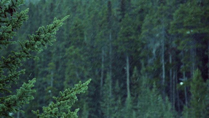 Winter_Snow_Forest_HD.jpg