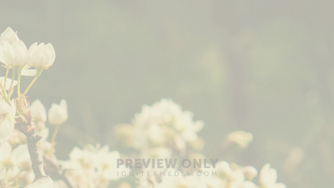 Blossoms_-_Welcome_16x9-BACKGROUND#preset=tg_bg.jpg