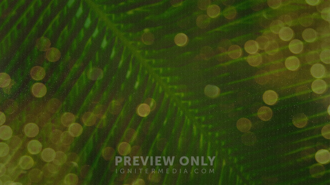 Palm_Bokeh_-_Palm_Sunday_16x9-TITLE-3#preset=tg_title3.jpg