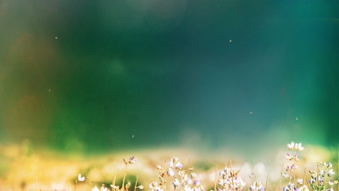 Fields_of_Bloom_5_HD.jpg