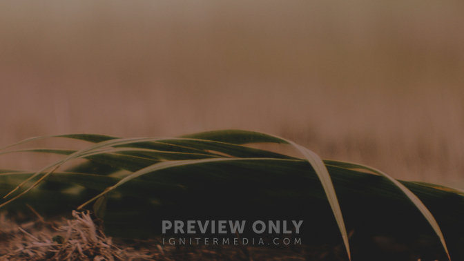 Palm Sunday Dark Detail HD.jpg