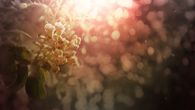 Blossoms-1280x720.jpg