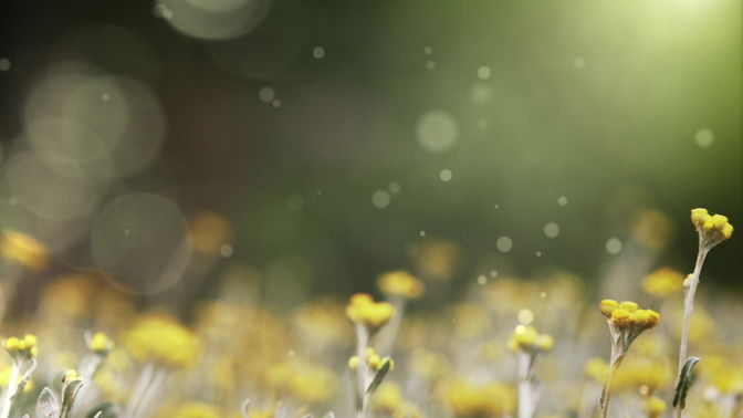 Spring_Blooms_HD.jpg