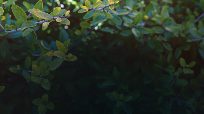 Goodbye-WIDE#preset=tg_alt2.jpg