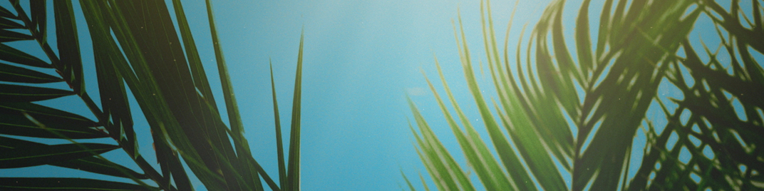 Palm Sunday Branches Ultrawide_SD_1920x480.jpg