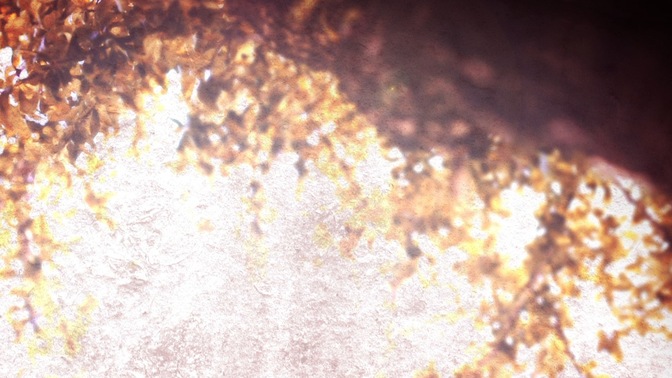 FallBrightBranch_still-1280x720.jpg