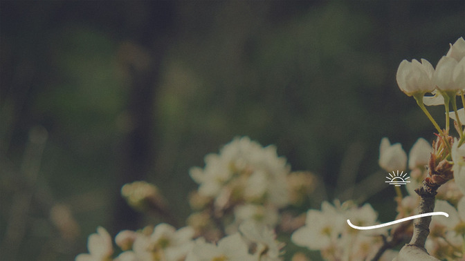 Blossoms_-_Welcome_16x9-CONTENT-3#preset=tg_alt3.jpg