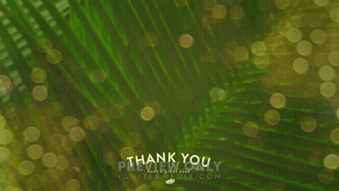 Palm_Bokeh_-_Thank_You_16x9-CONTENT-1#preset=tg_alt1.jpg