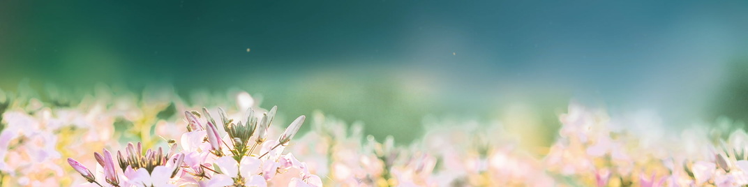 Fields_of_Bloom_5_MS_1920x480.jpg
