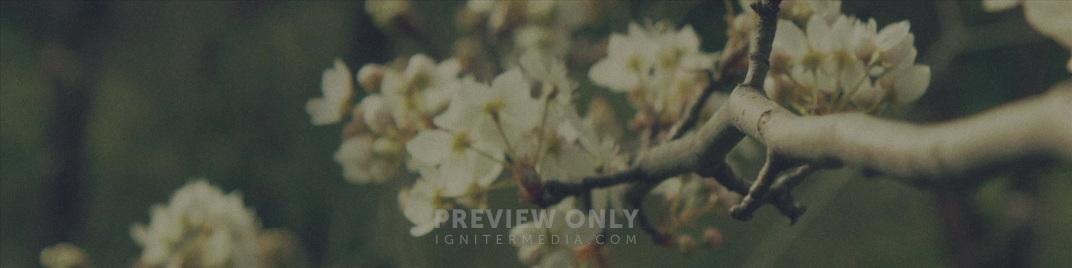 Blossoms_Far_MS_1920x480.jpg