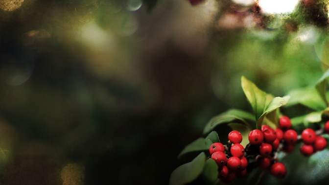 Holly_Branch_-_Right_16x9.jpg
