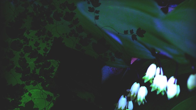 Plants_3_16x9.jpg
