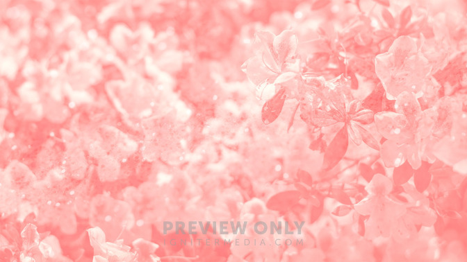 Springtime_-_God_Bless_16x9-BACKGROUND#preset=tg_bg.jpg