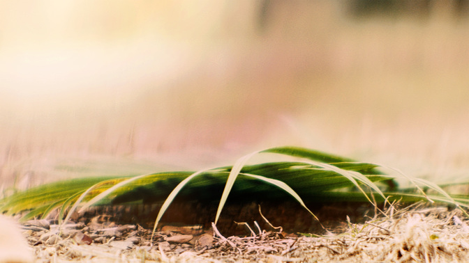Palm-WIDE#preset=tg_title3.jpg