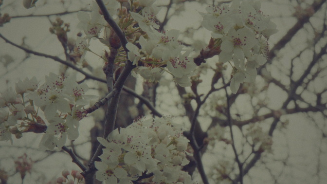 Blossoms_Many_HD.jpg