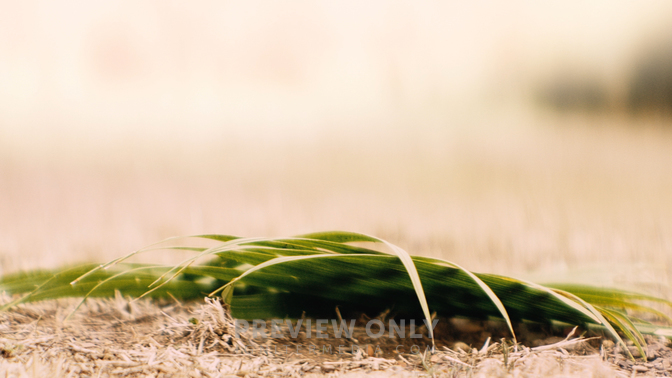 Palm Sunday HD.jpg