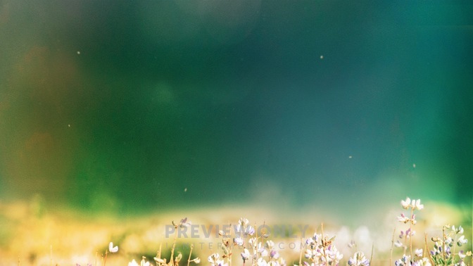 Fields_of_Bloom_5_HD.jpg