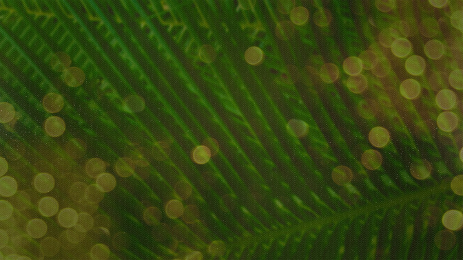 Palm_Bokeh_-_Welcome_16x9-TITLE-3#preset=tg_title3.jpg