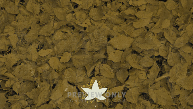 Leaf_Silhouettes_-_Welcome_16x9-BACKGROUND#preset=tg_bg.jpg