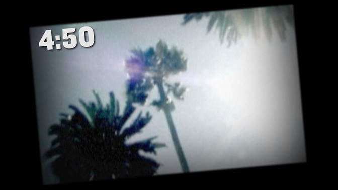 Palm Tree.jpg