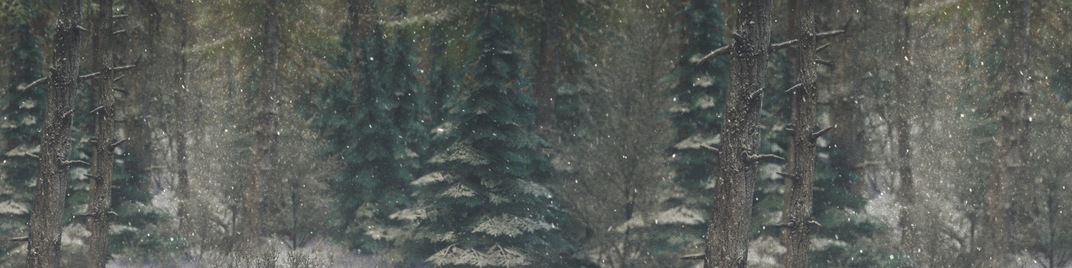 winter wonderland 8