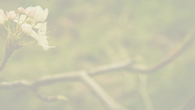 Blossoms_-_Thanks_16x9-BACKGROUND#preset=tg_bg.jpg