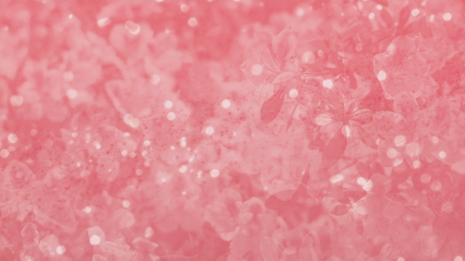 Pink_Flowers_HD.jpg