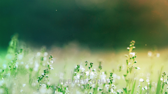 Welcome_Fields_of_Bloom_WIDE-TITLE-3#preset=tg_title3.jpg