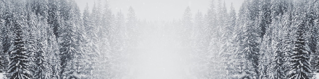 Majestic_Snow_Forest_MS_1920x480.jpg