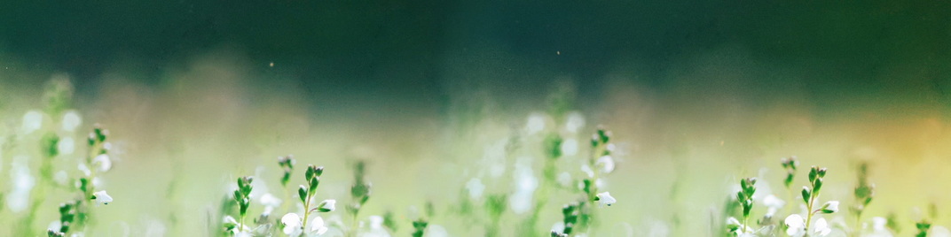 fields of bloom 4