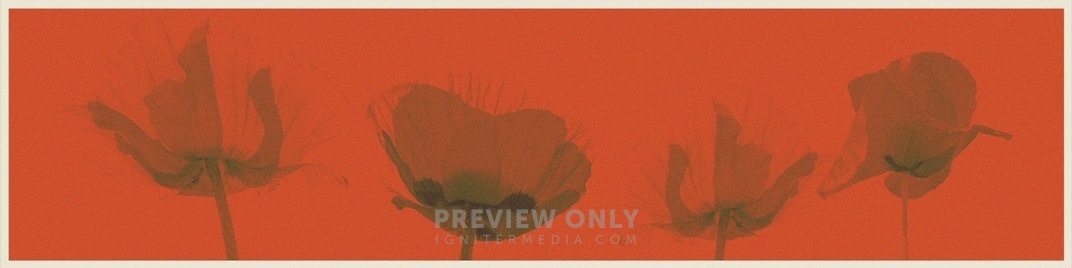 Memorial Day_Memorial Day_poppies_UW_SD.jpg