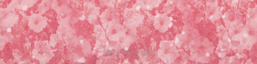 Pink_Flowers_MS_1920x480.jpg