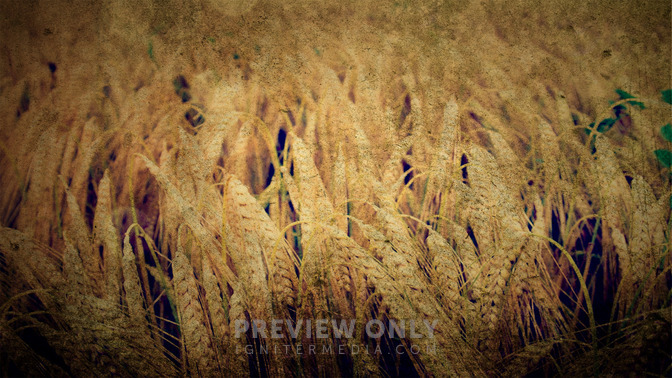 Elogio_en_Accin_de_Gracias_16x9-BACKGROUND#preset=tg_bg.jpg