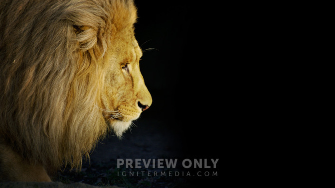 The_Lion_of_the_Tribe_of_Judah_16x9-TITLE-3#preset=tg_title3.jpg