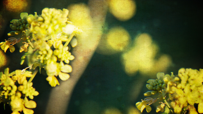 WL_Nature_Flowers_720p_Preview.jpg