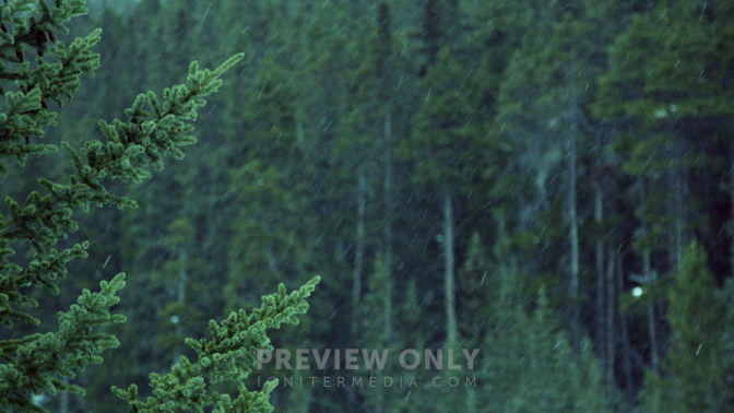 Winter_Snow_Forest_HD.jpg