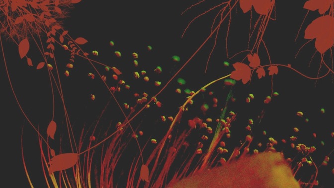 plants 4