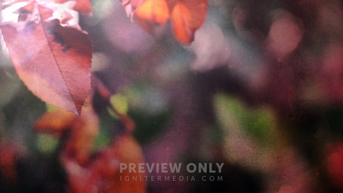 Fall_Color_Leaves_Close_16x9.jpg