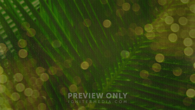 Palm_Bokeh_-_Thank_You_16x9-TITLE-3#preset=tg_title3.jpg