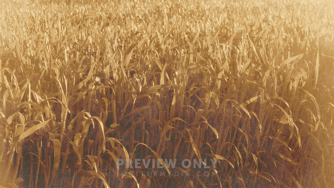 Golden_Harvest_-_Field_16x9.jpg