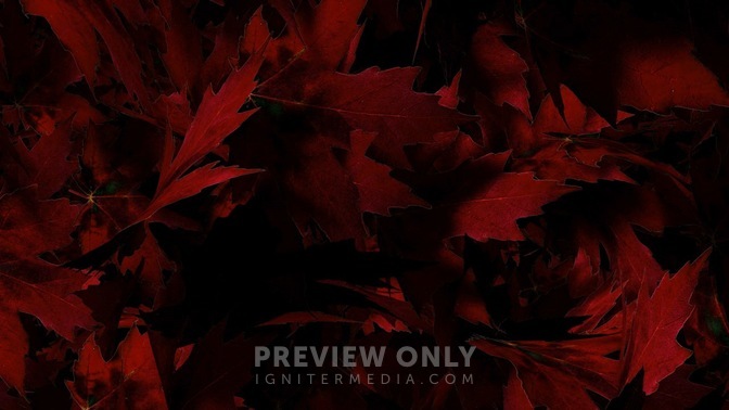 Leaves_Red_16x9.jpg