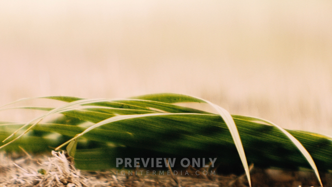 Palm Sunday Detail HD.jpg
